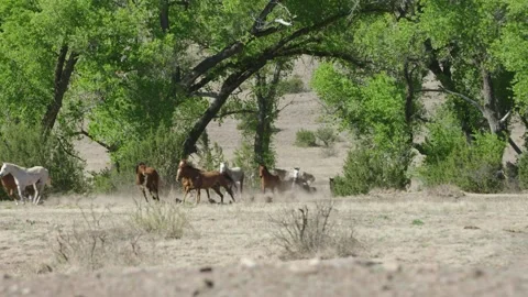 Horses galloping on range in Texas Stock Footage 280598010