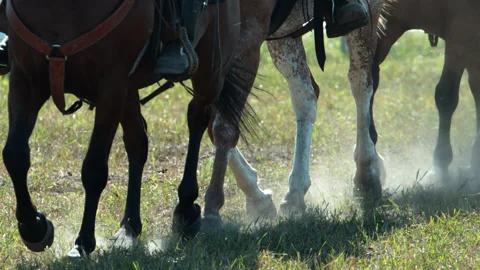 Horses Galloping Run on Green Grass with Dust Stock Footage 152281288