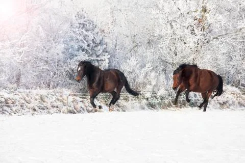 Horses galloping in the snow Stock Photos