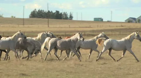 Horses Galloping Through A Field 2 스톡 동영상 19064442