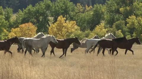 Horses Galloping Through A Field 스톡 동영상 19064012