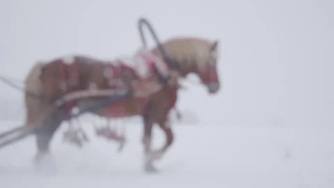 Horses galloping through the snow with a sleigh Stock Footage 258569562