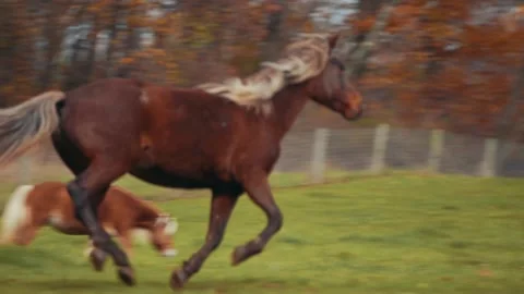Horses galloping together in field Stock Footage 152712481