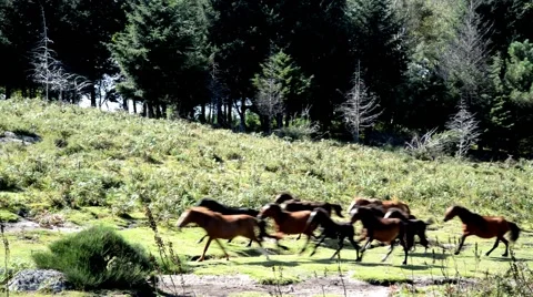 Horses galloping in the wild Video stock 48935783