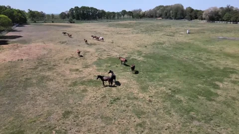 Horses in galop Stock Footage 300866371