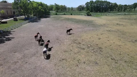 Horses in galop Stock Footage 300866708