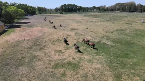 Horses in galop_2 Stock Footage 300866649