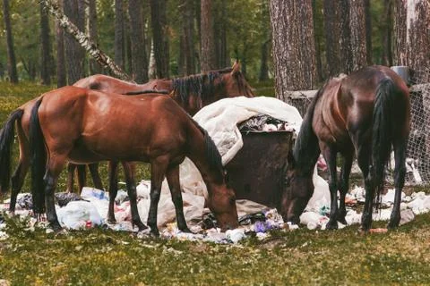 Horses on garbage dump environment pollution ecology problem plastic waste li Stock Photos