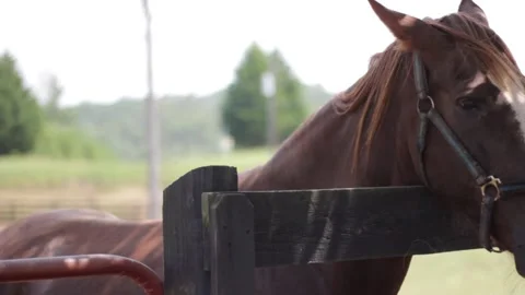 Horses by the gate Video stock 156770879