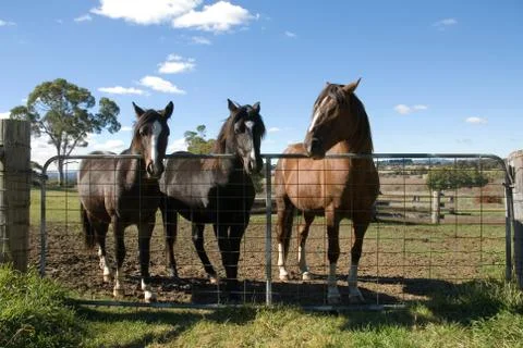 Horses at the gate Stock Photos