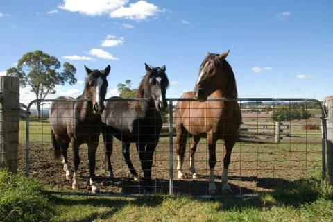 Horses at the Gate Stock Photos