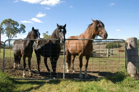 Horses at the Gate Stock Photos