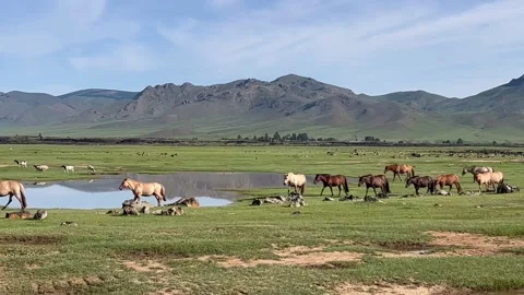 Horses go to water in a puddle in Mongolia Stock Footage 248444619