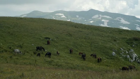 Horses gobble up the mountain meadows Stock Footage 112734712