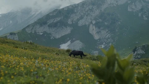 Horses gobble up the mountain meadows Stock Footage 112734716