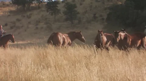 Horses in Grass Field Stock Footage 49212095