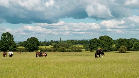 Horses on a grass field Stock Footage 157388023