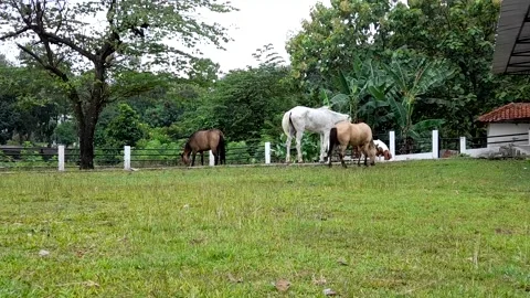 Horses in the grass field Stock Footage 218657080