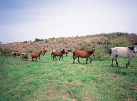 Horses on Grass Stock Photos