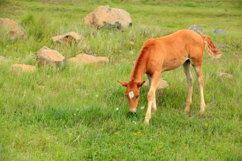 The horses in the grasslands Stock Photos