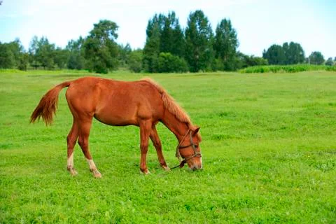 The horses in the grasslands Stock Photos
