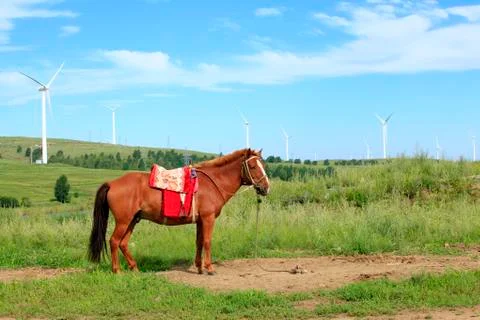 The horses in the grasslands Stock Photos