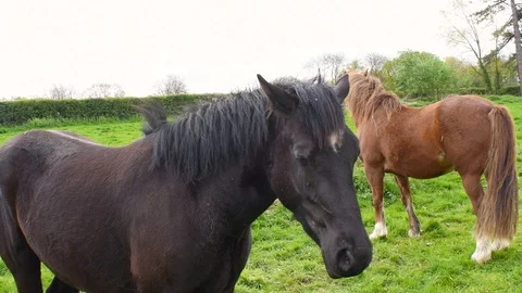 Horses in a grassy field Stock Footage 108643333