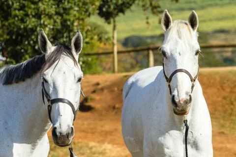 Horses Grays Stock Photos