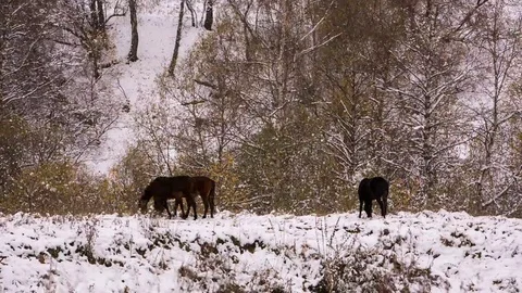 Horses graze on the Alpine slopes of high mountains of the Caucasus Stock Footage 69270553