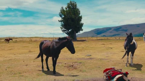 Horses graze and interact in a dry grassy field with a lone tree and distant Видео 345156664