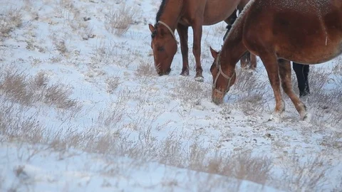 Horses graze in a blizzard Stock Footage 79341145