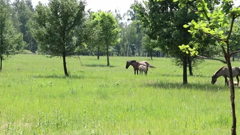 Horses graze in a clearing Stock Footage 310909845