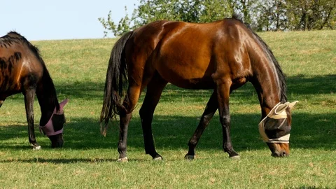 Horses graze in the field Stock Footage 94978583