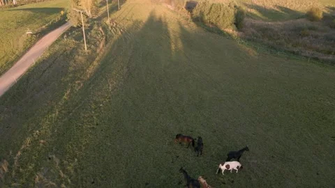 Horses graze on the field. 動画素材 146279620