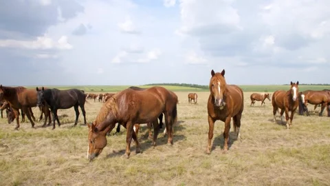 Horses graze on the field Stock Footage 278910675
