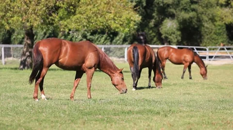 Horses Graze Stock-Footage 7903588