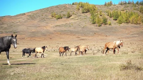 Horses Graze Видео 87946913
