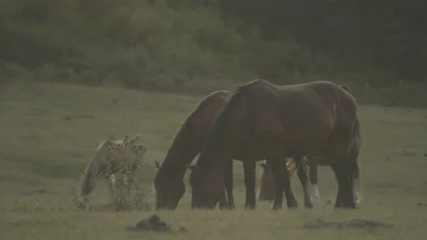 Horses graze Stock Footage 149949137