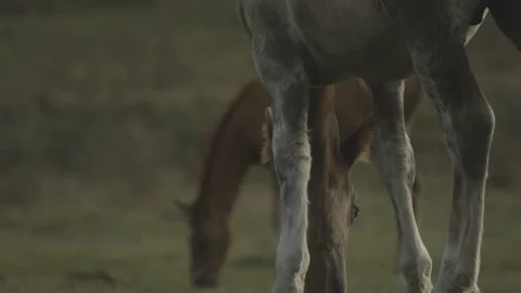 Horses graze Stock Footage 149949334