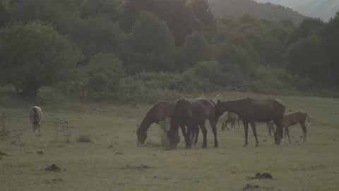 Horses graze Stock Footage 149949553