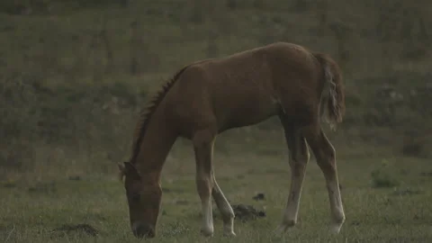 Horses graze Stock Footage 149949570