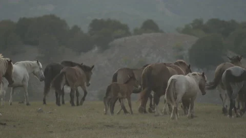 Horses graze Stock Footage 149949588