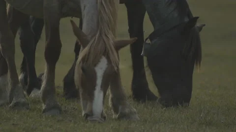 Horses graze Stock Footage 149949693