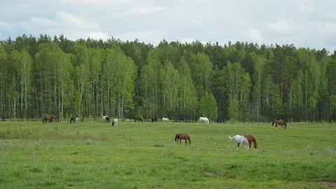 Horses graze in a forest clearing Video stock 201103460