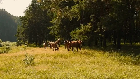Horses Graze in the Forest. Lick Tree. 库存影片 71250692