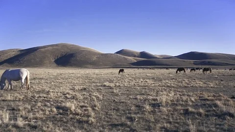 Horses graze the grass Stock Footage 84724425