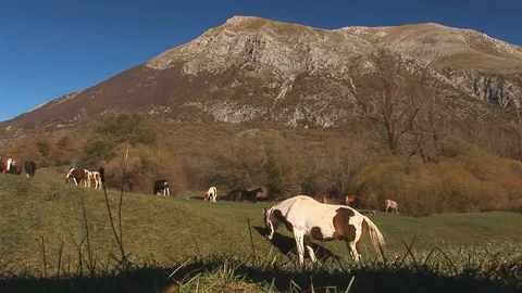 Horses that graze the grass Stock Footage 106377329