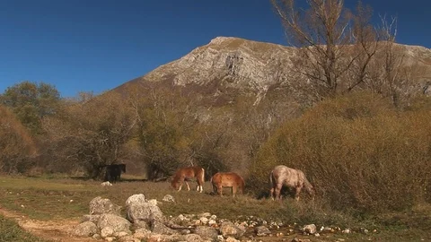 Horses that graze the grass Stock Footage 106377419