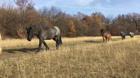 Horses graze in a grassy field Stock Footage 119907838