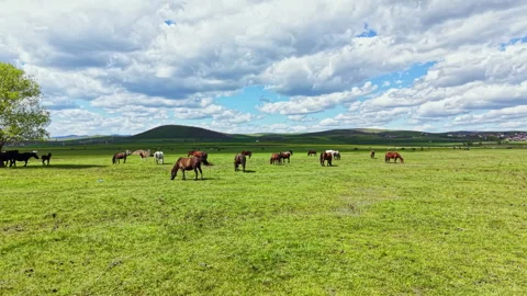 Horses graze in the green field under a bright sky with clouds in the Stock Footage 340154635